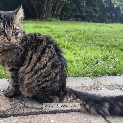 Photo de chat trouvé à Geneuille