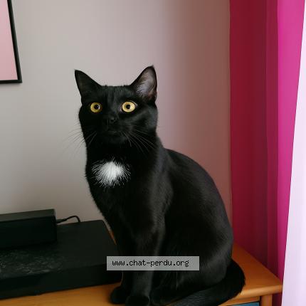 Photo 1/1 kylo Chat perdu à Aix en provence