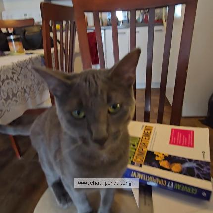 Photo 1/1 Garcon Chat perdu à Saint jean sur richelieu