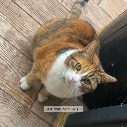 Photo 1/1 Chat retrouvé Perdu à Octeville sur mer