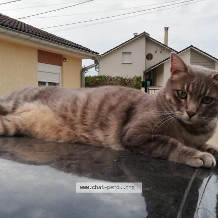 Photo de chat perdu à Vitreux