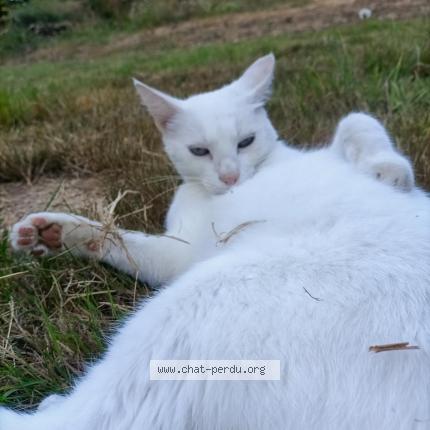 Photo de chat perdu à Kernoues