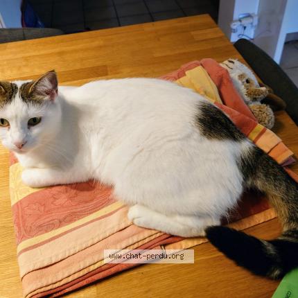 Photo de chat perdu à Antibes