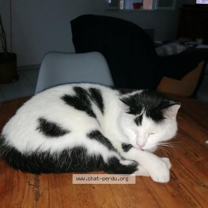 Photo de chat perdu à Nimes