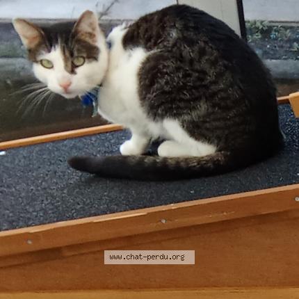 Photo 1/1 Flash Chat perdu à Flers