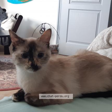 Photo de chat perdu à Plaintel