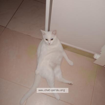 Photo 1/1 Yohann Guiffard Chat perdu à Pierreville