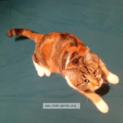 Photo de chat perdu à Bourgoin Jallieu