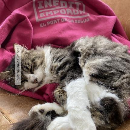 Photo 1/1 Sadji Chat perdu à Brest