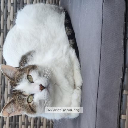 Photo de chat perdu à Frontignan