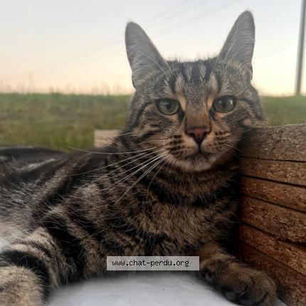 Photo 1/1 ROSETTE Chat perdu à Champ le duc