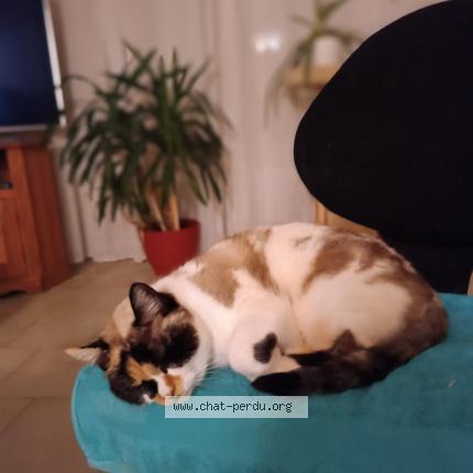 Photo de chat perdu à Montjean Sur Loire