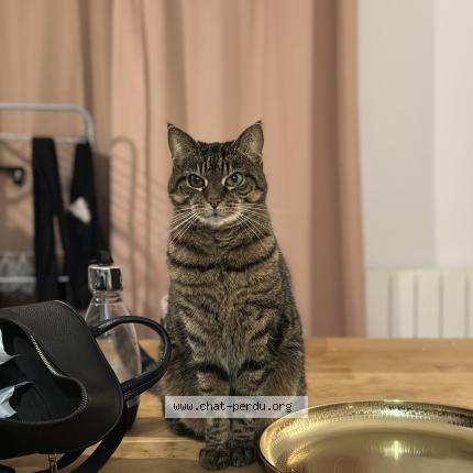 Photo 1/1 Gribouille Chat perdu à Pontault combault