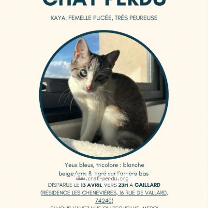 Photo de chat perdu à Gaillard