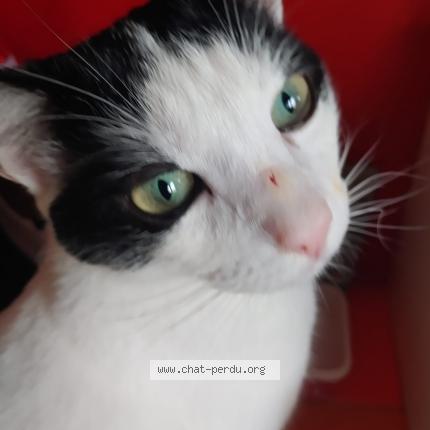 Photo de chat perdu à Aulnay Sous Bois