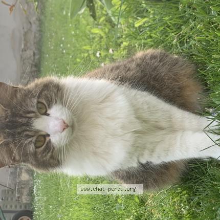 Photo de chat perdu à Reims