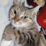 Photo de chat perdu à Tijuana