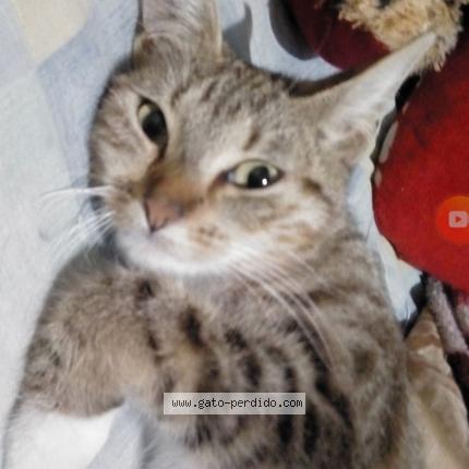 Photo 1/1 Estrella Chat perdu à Tijuana