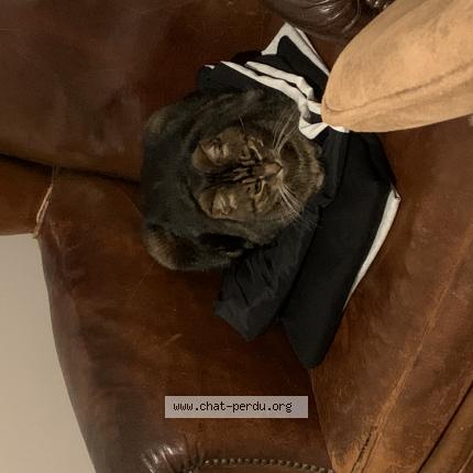 Photo de chat perdu à Jouy Le Potier