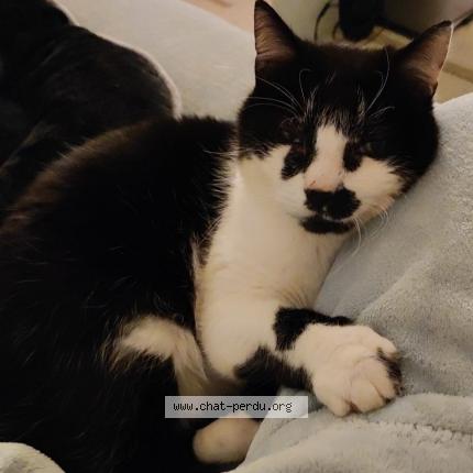 Photo 1/1 Chat retrouvé Perdu à Schiltigheim