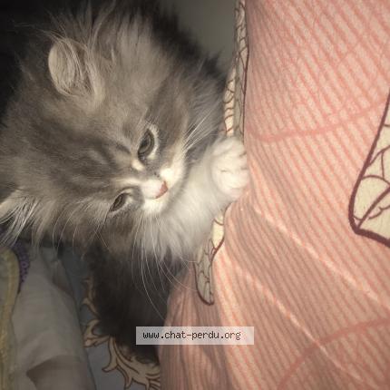 Photo 1/1 anan Chat perdu à Paris