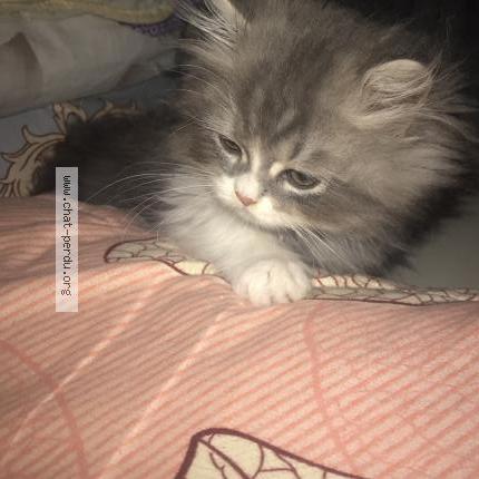 Photo 1/1 anan Chat perdu à Paris