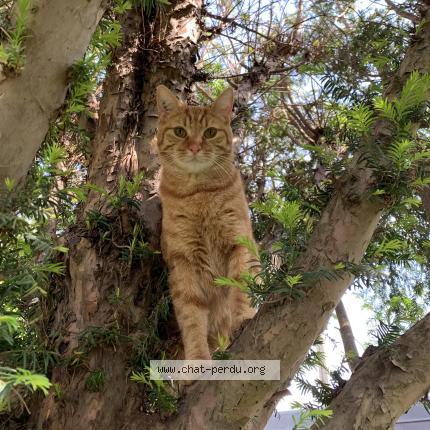 Photo de chat perdu à Pontoise