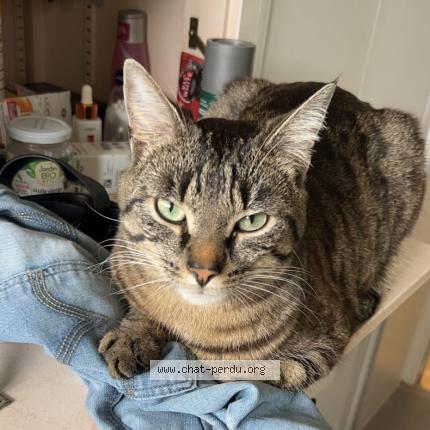 Photo de chat perdu à La Biolle