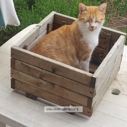 Photo de chat perdu à Cranves Sales