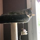 Photo de chat perdu à Savigneux