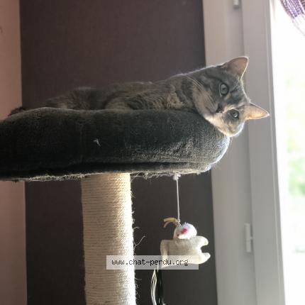 Photo 1/1 Chat retrouvé Perdu à Savigneux