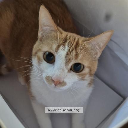 Photo de chat perdu à Toulouse