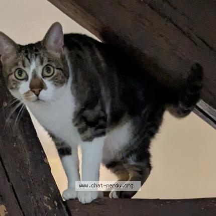 Photo de chat perdu à Etampes