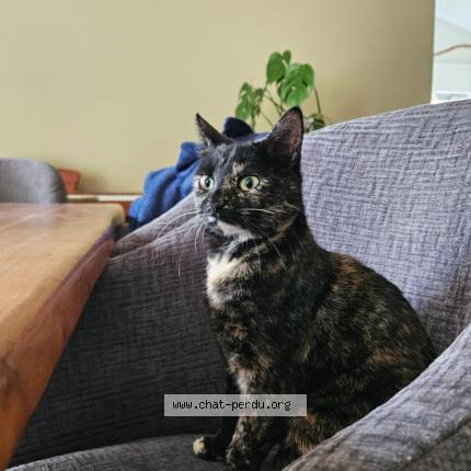 Photo de chat perdu à Gradignan