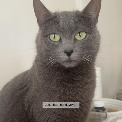 Photo de chat perdu à Malo Les Bains