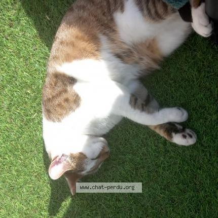 Photo de chat perdu à Pleurtuit