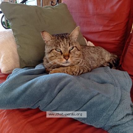 Photo de chat perdu à Martigne Briand