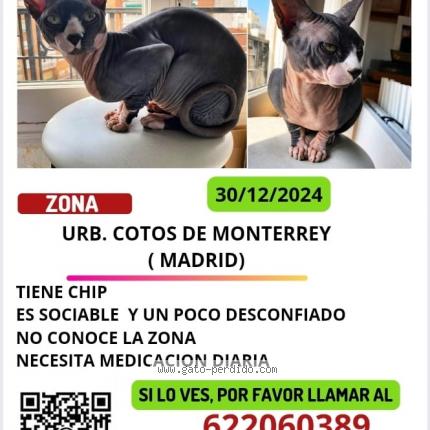 Photo 1/1 Cleo Chat perdu à Cotos de monterrey venturada