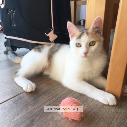 Photo de chat perdu à Marans