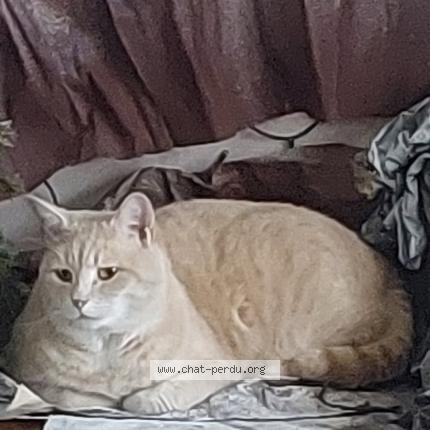 Photo 1/1 Flocon Chat perdu à Ormoy