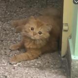 Photo de chat perdu à Bengaluru