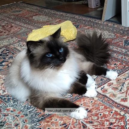 Photo de chat perdu à Lyon