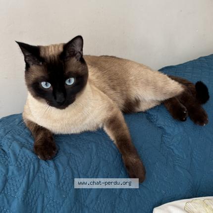 Photo de chat perdu à Fabregues