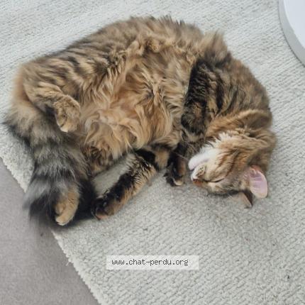 Photo 1/1 Chat retrouvé Perdu à Poitiers