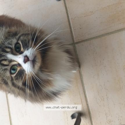 Photo de chat trouvé à Marseille