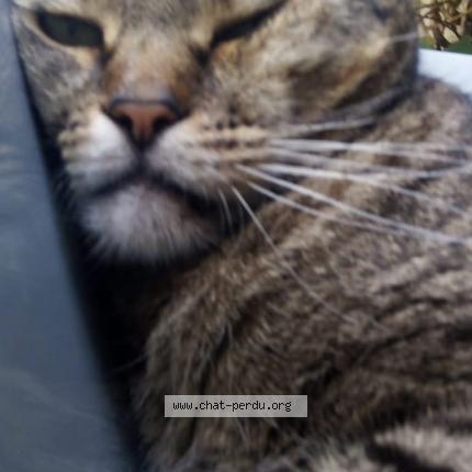 Photo 1/1 Haribo Chat perdu à La souterraine