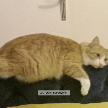 Photo 1/1 Toon Chat perdu à Quimper