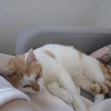 Photo de chat perdu à Vierzon