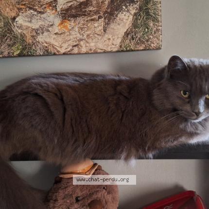 Photo 1/1 Réglisse Chat perdu à Montfavet