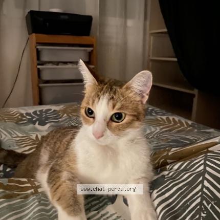 Photo 1/1 Happy Chat perdu à Le vaudreuil